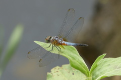 Brachydiplax chalybea