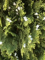 Cupressoideae