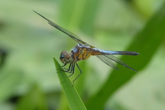 Brachydiplax chalybea