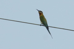 Merops philippinus