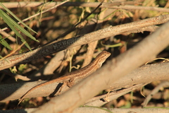 Sceloporus edbelli