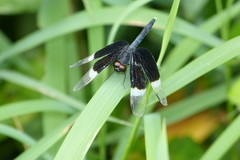 Neurothemis tullia