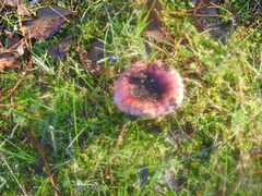 Russula purpureoflava