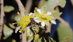 Paravilla hypoxantha