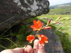 Tritonia disticha