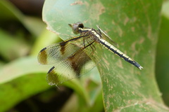 Neurothemis tullia