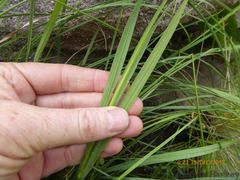 Tritonia disticha