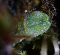 Riccia beyrichiana
