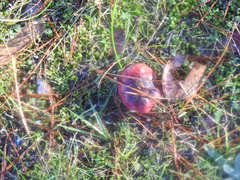 Russula purpureoflava