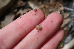 Sphaerium occidentale