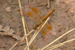 Brachythemis contaminata