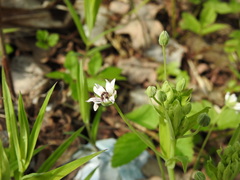 Microbotryum stellariae