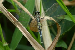 Acisoma panorpoides