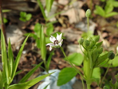 Microbotryum stellariae