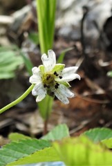 Microbotryum stellariae