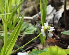 Microbotryum stellariae