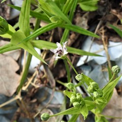 Microbotryum stellariae