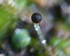 Fossombronia longiseta