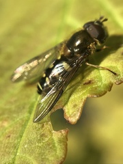 Dasysyrphus venustus