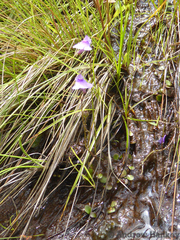 Genlisea hispidula