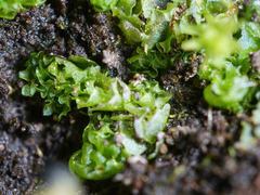 Fossombronia longiseta