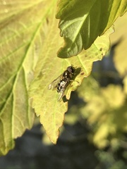 Dasysyrphus venustus