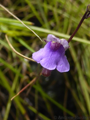 Genlisea hispidula