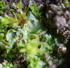 Fossombronia longiseta