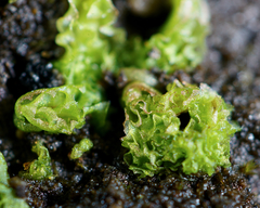 Fossombronia longiseta