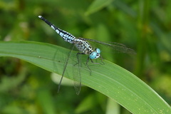 Acisoma panorpoides
