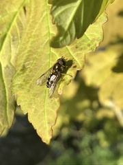 Dasysyrphus venustus