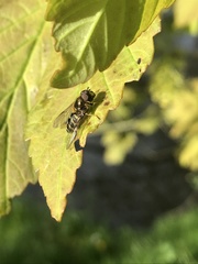 Dasysyrphus venustus
