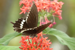 Papilio polytes