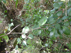 Putterlickia retrospinosa