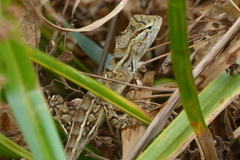 Calotes versicolor