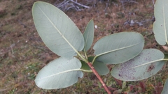 Rhododendron campylocarpum