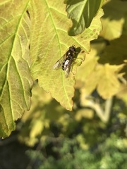 Dasysyrphus venustus