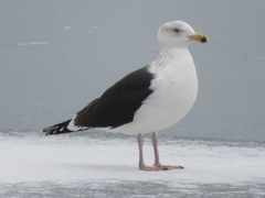 Larus marinus