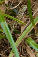 Calotes versicolor