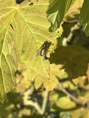 Dasysyrphus venustus
