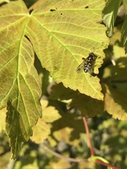 Dasysyrphus venustus
