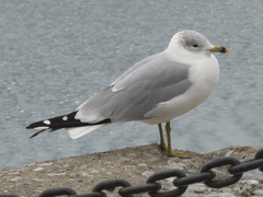 Larus delawarensis