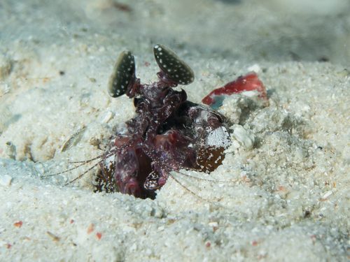 Mantis Shrimp