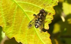 Dasysyrphus venustus