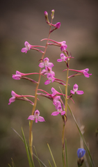 Disa oreophila erecta