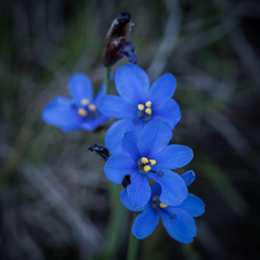 Aristea abyssinica