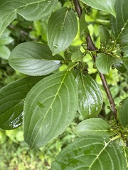 Rhamnus davurica