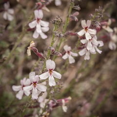 Jamesbrittenia pristisepala