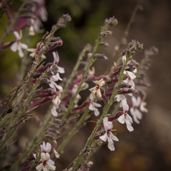Jamesbrittenia pristisepala