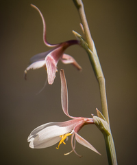 Hesperantha radiata